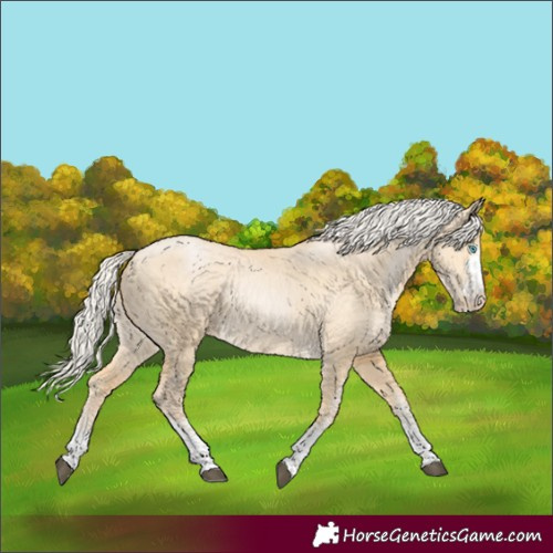 Horse Color:White Spotted Silver Bay Dun 