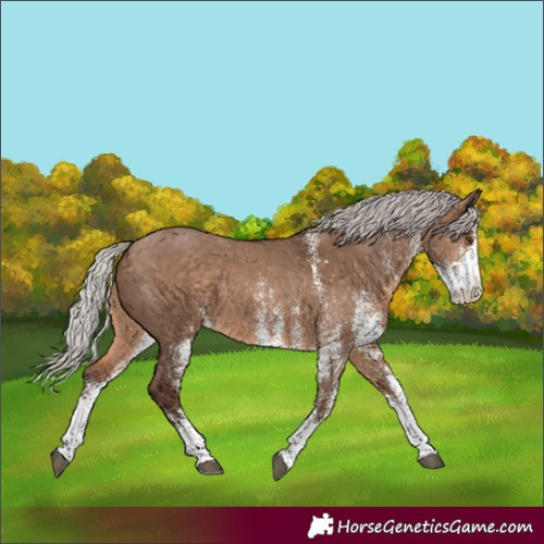 Horse Color:White Spotted Silver Brown Dun 