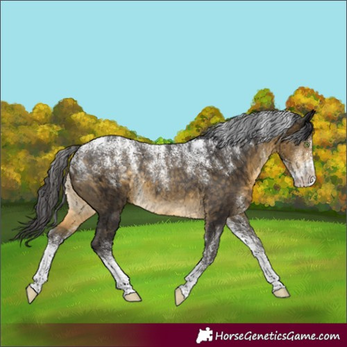 Horse Color:Powder White Buckskin Rabicano 