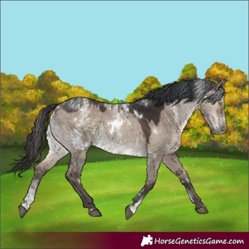 Horse Color:Powder White White Spotted Brown Dun Rabicano 