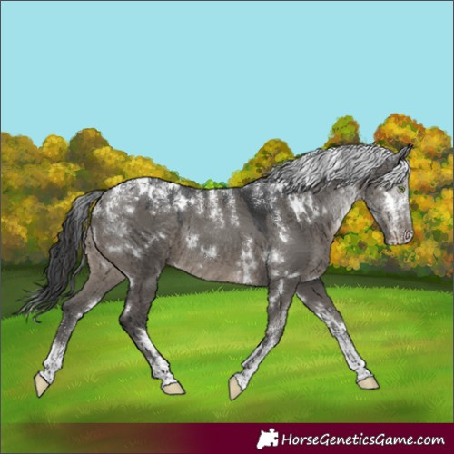Horse Color:Powder White White Spotted Grullo Rabicano