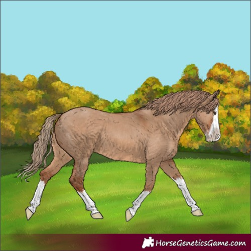 Horse Color:Red Dun Sabino Splash 