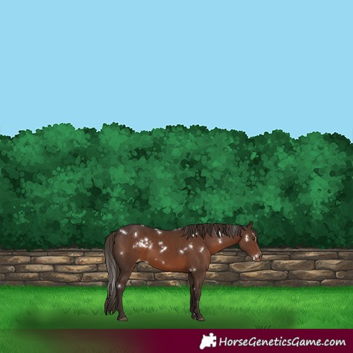Horse Color:White Spotted Liver Chestnut Varnish 
