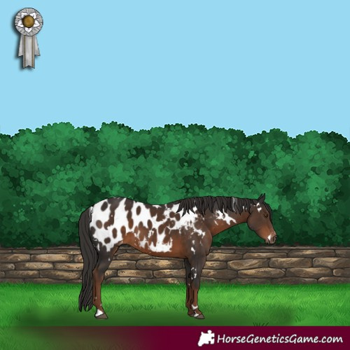 Horse Color:Gray White Spotted Liver Chestnut Blanket 