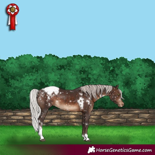 Horse Color:White Spotted Silver Brown Tobiano Snowflake Varnish