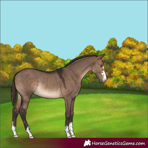 Horse Color:Brown Dun Varnish Rabicano