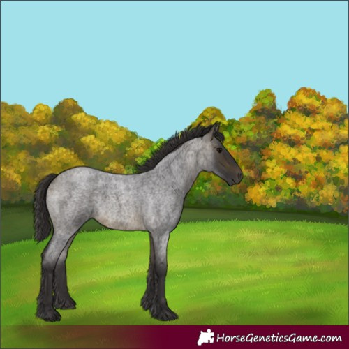 Horse Color:Buckskin Roan
