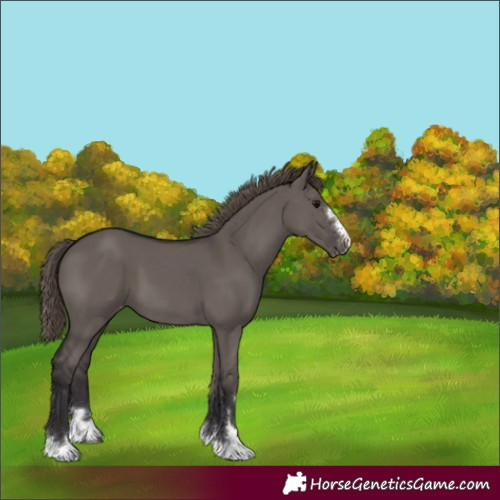 Horse Color:Smoky Grullo Varnish