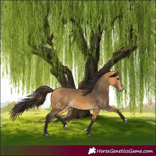Horse Color:Buckskin 