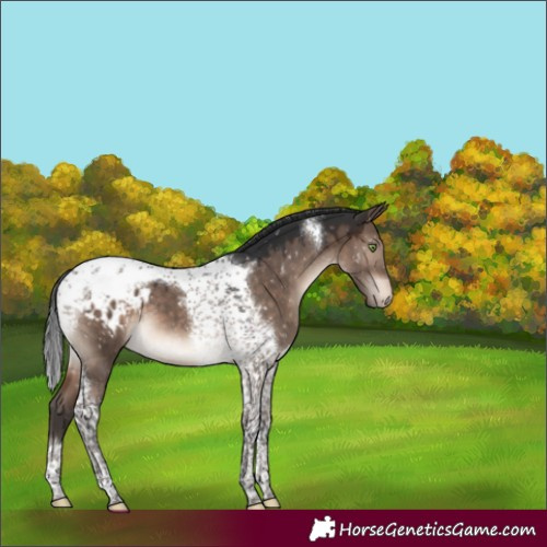 Horse Color:Brown Dun Mushroom Tobiano Blanket