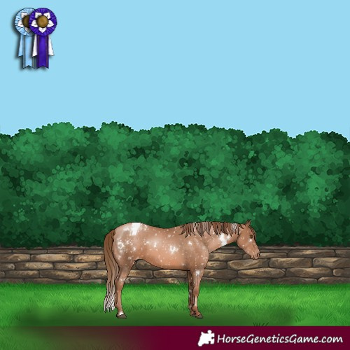 Horse Color:White Spotted Liver Chestnut Pearl Snowflake Varnish