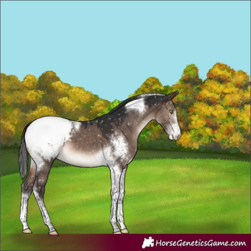Horse Color:Brown Dun Mushroom Sabino Tobiano Snowcap