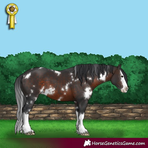 Horse Color:White Spotted Brown Splash Varnish 