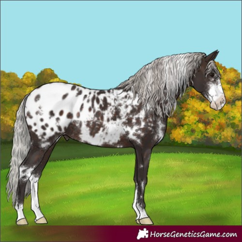 Horse Color:White Spotted Silver Brown Sabino Blanket Rabicano