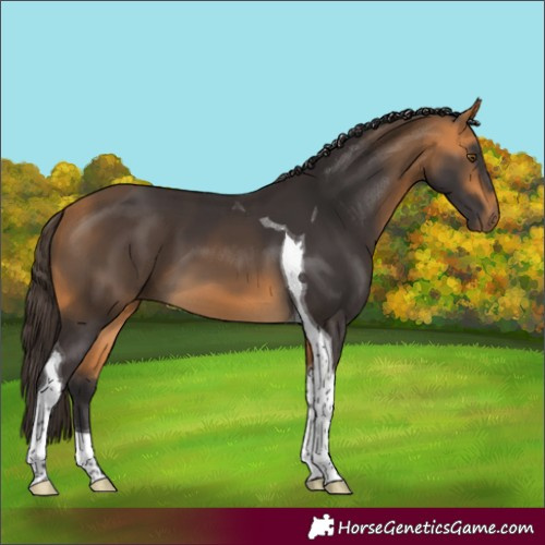 Horse Color:Buckskin Tobiano 