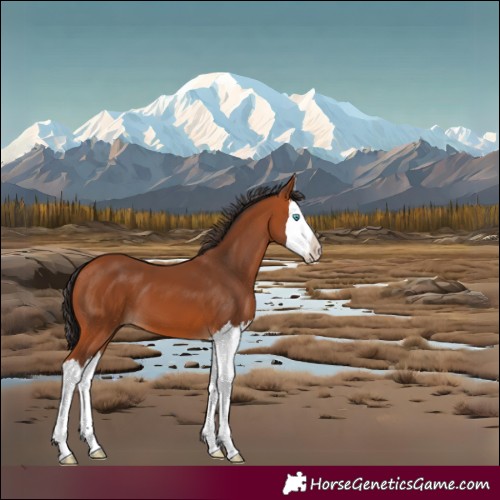 Horse Color:Bay Splash
