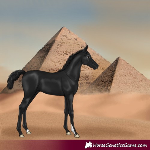 Horse Color:Gray Black
