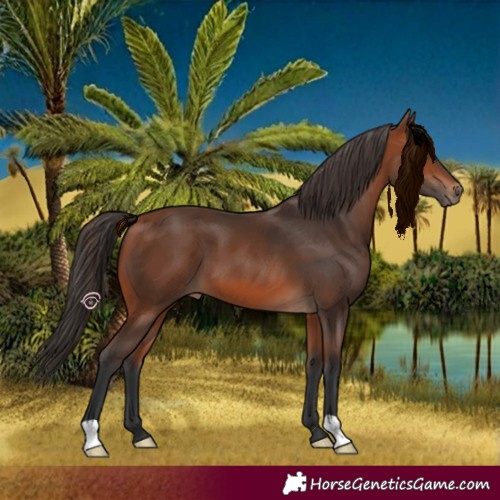 Horse Color:Bay 