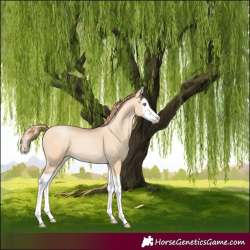 Horse Color:Buckskin Pearl Splash 