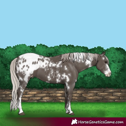 Horse Color:White Spotted Silver Black Sabino Varnish 
