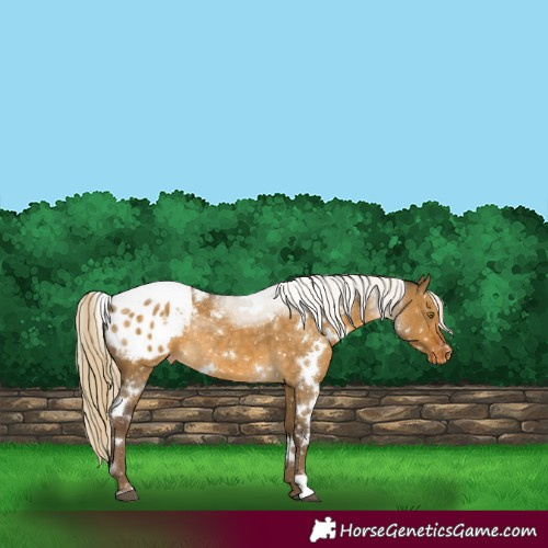 Horse Color:White Spotted Chocolate Palomino Dun Snowflake Varnish Rabicano