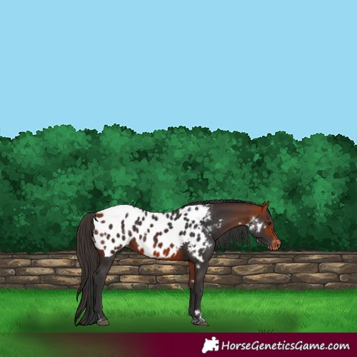 Horse Color:White Spotted Bay Blanket 