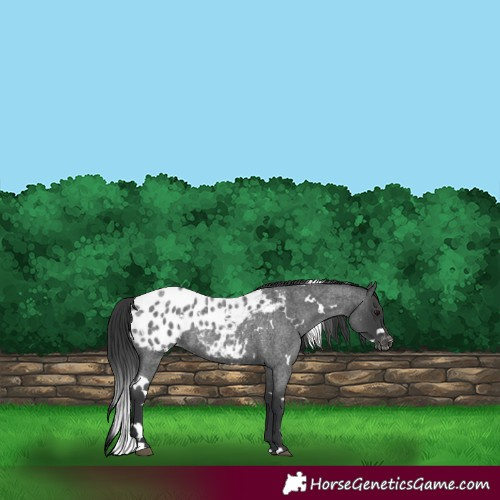 Horse Color:White Spotted Blue Roan Blanket