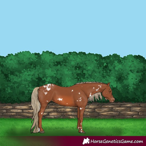 Horse Color:White Spotted Chestnut Varnish 