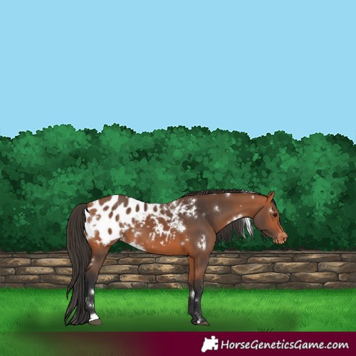 Horse Color:White Spotted Bay Blanket