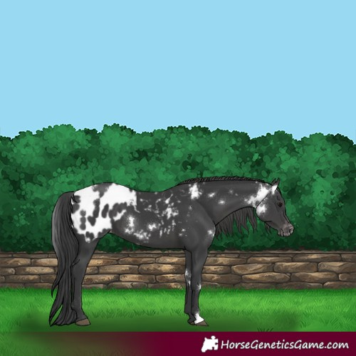 Horse Color:White Spotted Black Blanket
