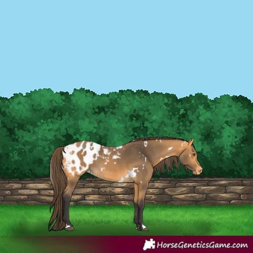 Horse Color:White Spotted Buckskin Blanket 