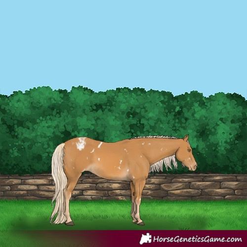 Horse Color:White Spotted Palomino Varnish 