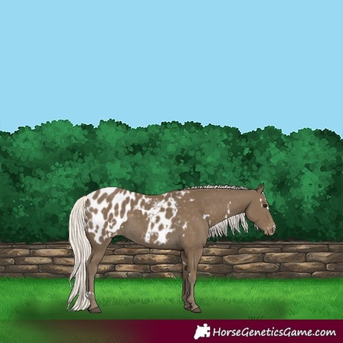 Horse Color:White Spotted Silver Smoky Black Blanket 