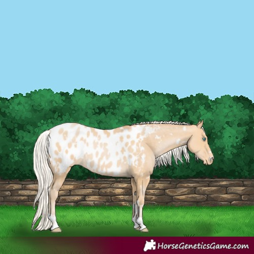 Horse Color:White Spotted Silver Buckskin Pearl Blanket 