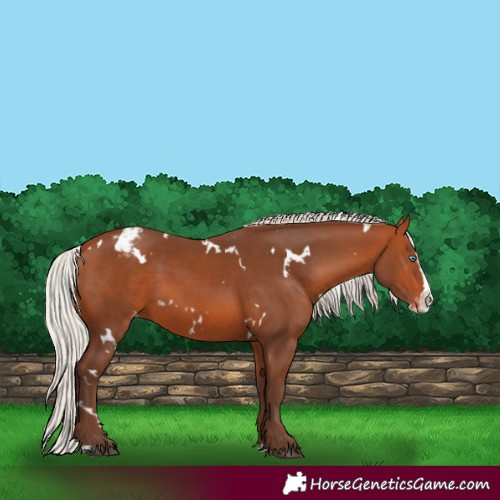 Horse Color:White Spotted Silver Bay Splash Varnish 