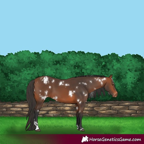 Horse Color:White Spotted Bay Varnish