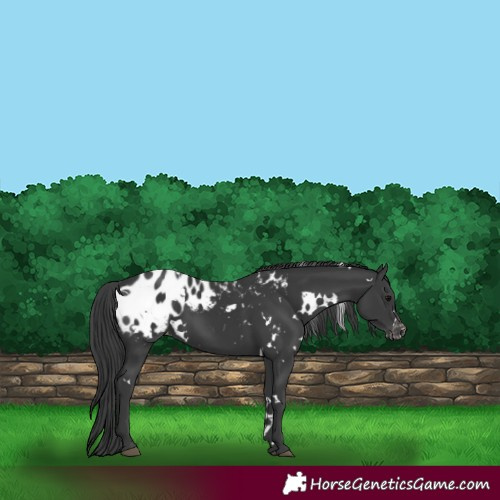 Horse Color:White Spotted Black Blanket 