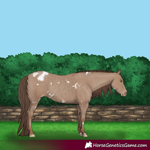Horse Color:White Spotted Classic Champagne Varnish