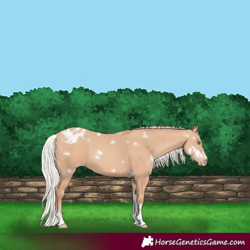 Horse Color:White Spotted Silver Amber Champagne Tobiano Varnish 