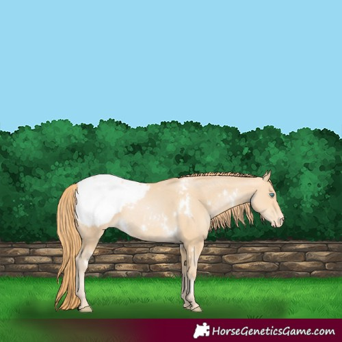 Horse Color:White Spotted Buckskin Pearl Snowcap