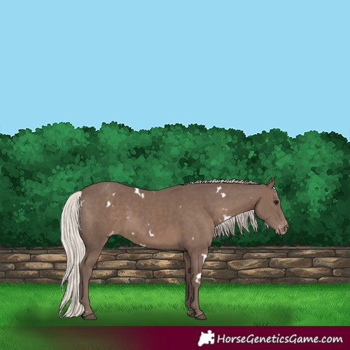 Horse Color:White Spotted Silver Black Varnish