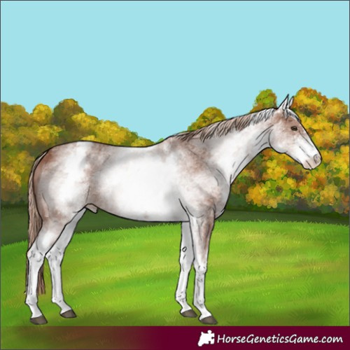Horse Color:White Spotted Chestnut Sabino 