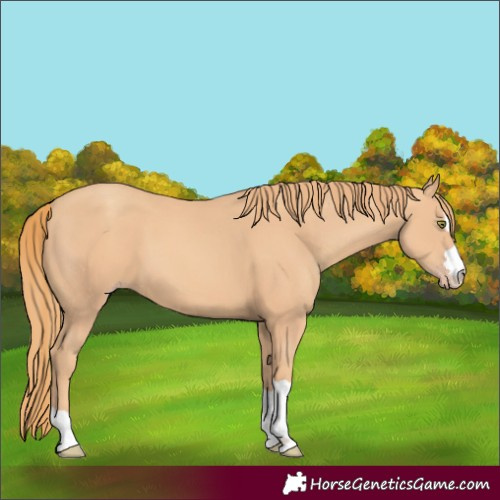 Horse Color:Unknown 