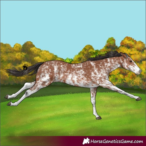Horse Color:Bay Sabino Rabicano and Bay Sabino Rabicano