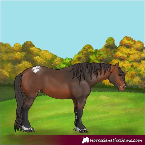 Horse Color:Bay Varnish 