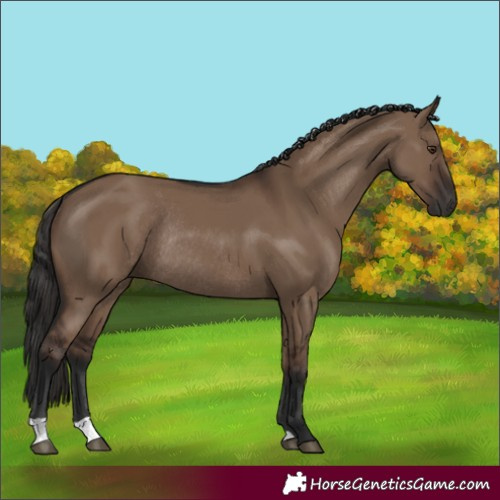 Horse Color:Liver Red Dun Rabicano 