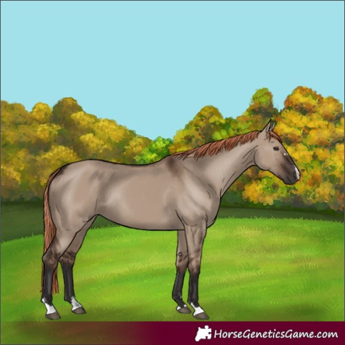 Horse Color:Liver Red Dun Rabicano