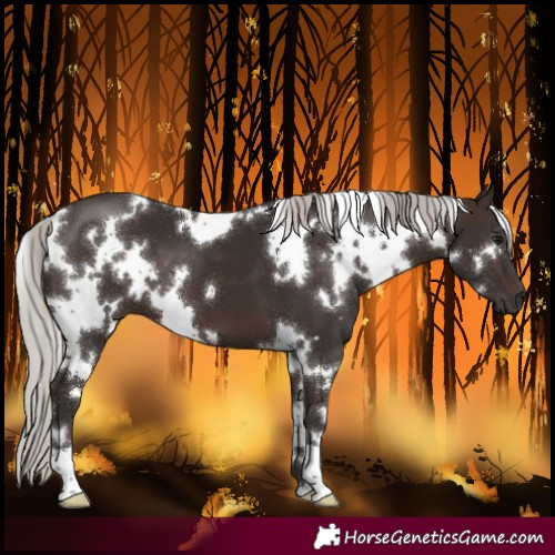 Horse Color:White Spotted Silver Brown