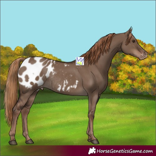 Horse Color:Liver Red Dun Blanket Rabicano 