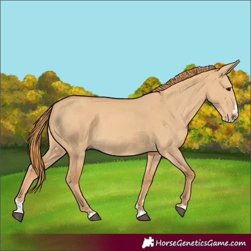 Horse Color:Red Dun Splash